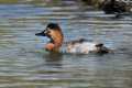 Aythya ferina, Pato colorao  -  Fotografiado en: Laguna de Padul