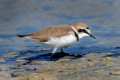 Charadrius alexandrinus, Chorlitejo patinegro -  Fotografiado en: Humedal Rmabla de Morales, Almería