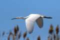 Egretta garzetta, Garceta común -  Fotografiado en: Charcón del Flamenco, Almería