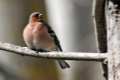 Fringilla coelebs, Pinzón común-  Fotografiado en: Parque Periurbano del Generalife