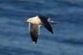 Larus fuscos, gaviota sombría  -  Fotografiado en: Acantilados de La Rábita
