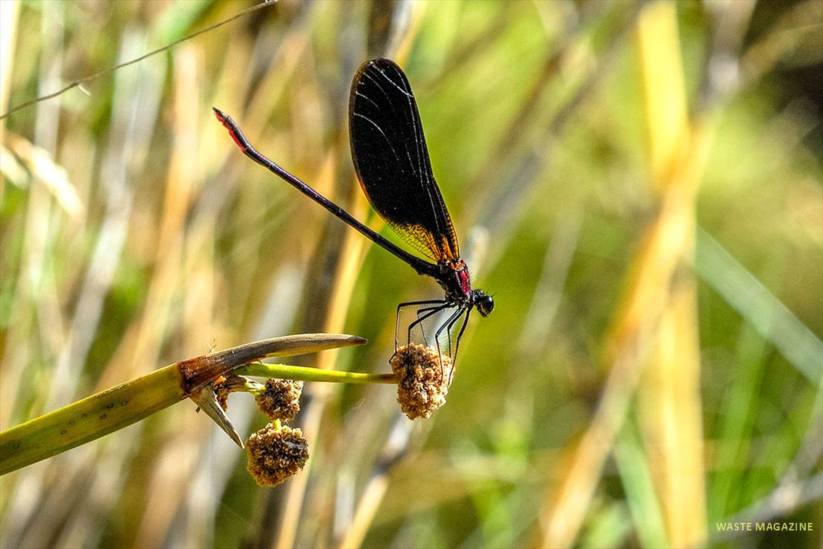 calopteryxhaemorrhoidalis13