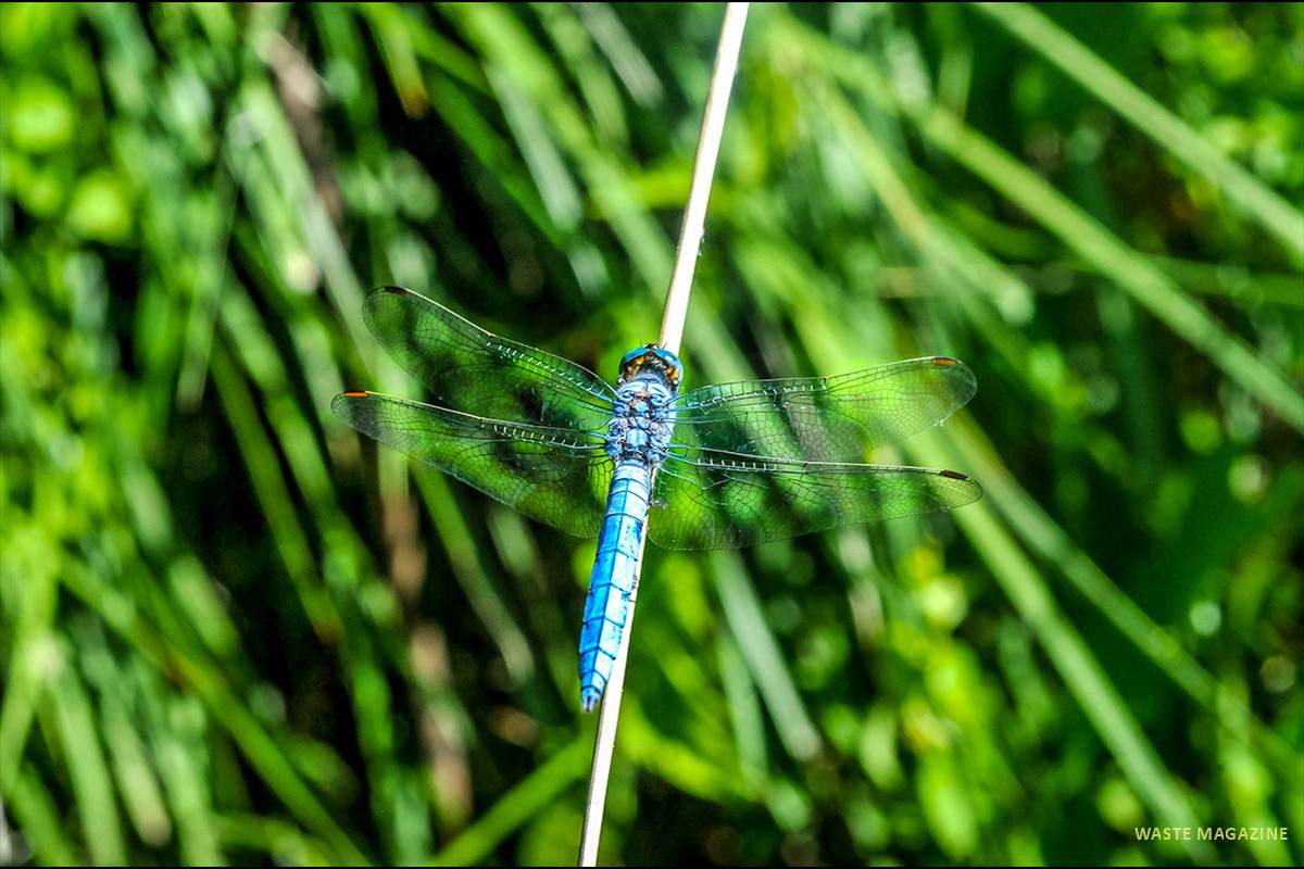 libelluladepressa124