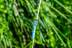 libelluladepressa124