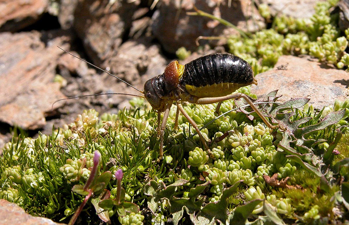 Baetica ustulata * J. E. Gómez / Merche S. Calle