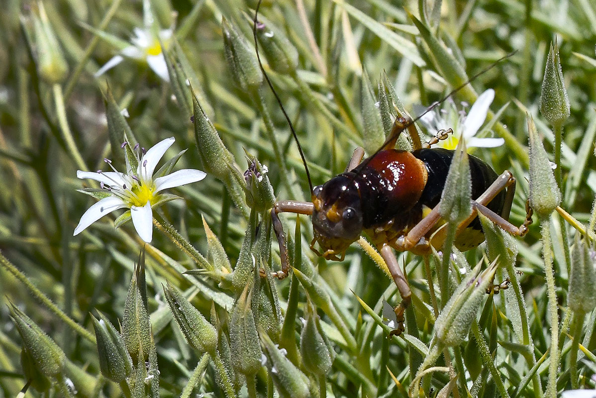 Baetica ustulata * J. E. Gómez / Merche S. Calle