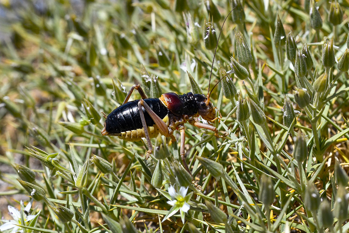 Baetica ustulata * J. E. Gómez / Merche S. Calle