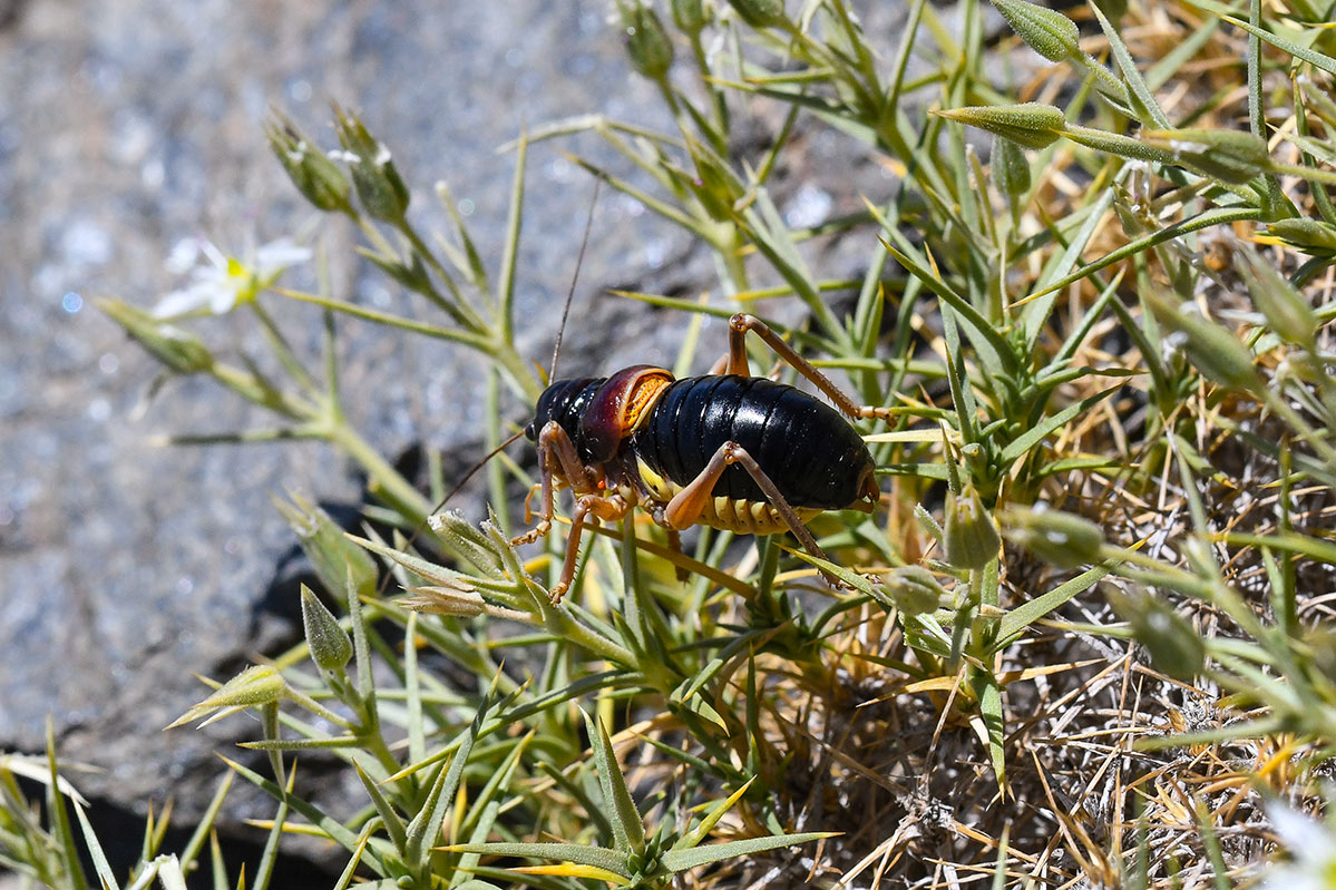 Baetica ustulata * J. E. Gómez / Merche S. Calle