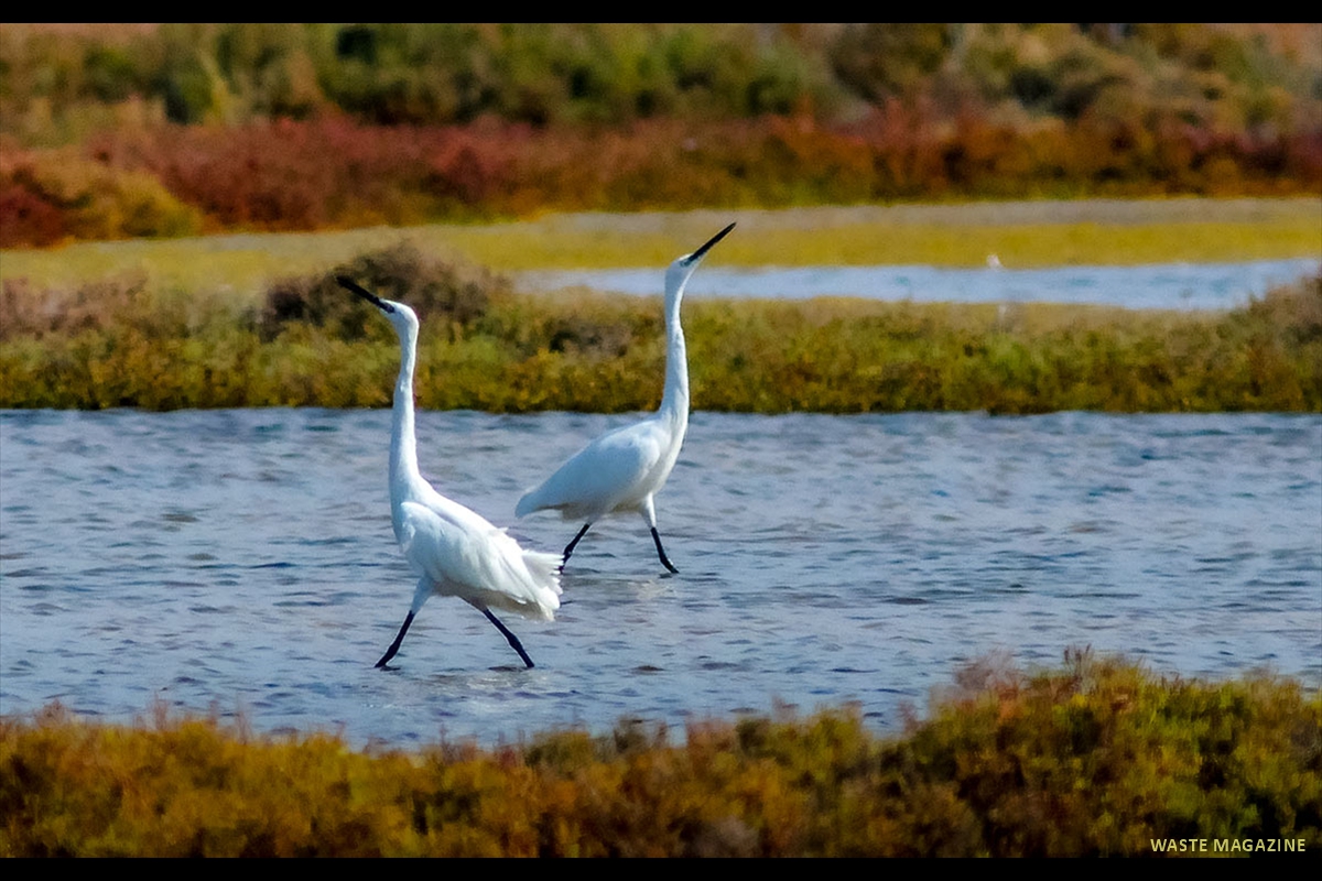 egretta-garcetta-1