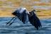 ardea-cinerea-12
