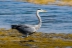 ardea-cinerea-13
