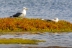 gaviota-patiamarilla