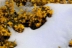 bajolanieve7