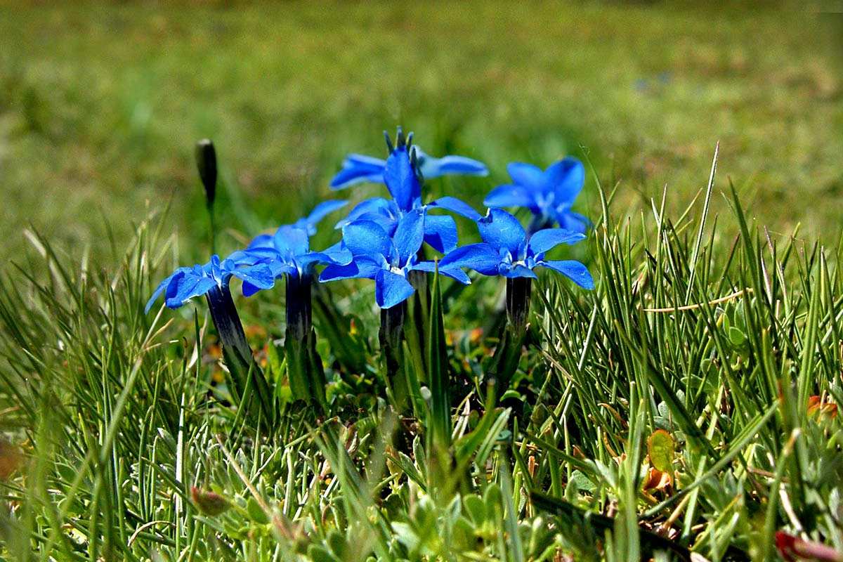 Gentiana sierrae