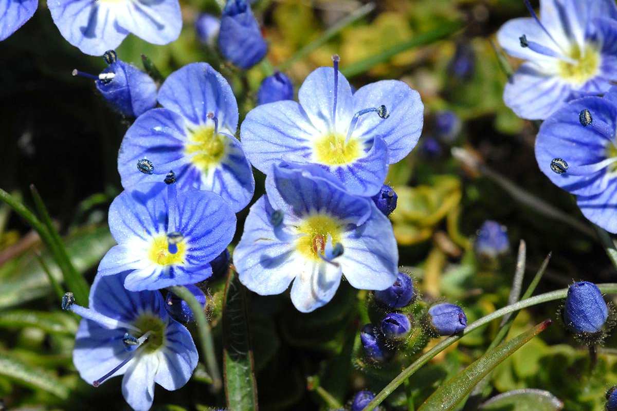 VEronica nevadensis