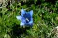 Gentiana alpina