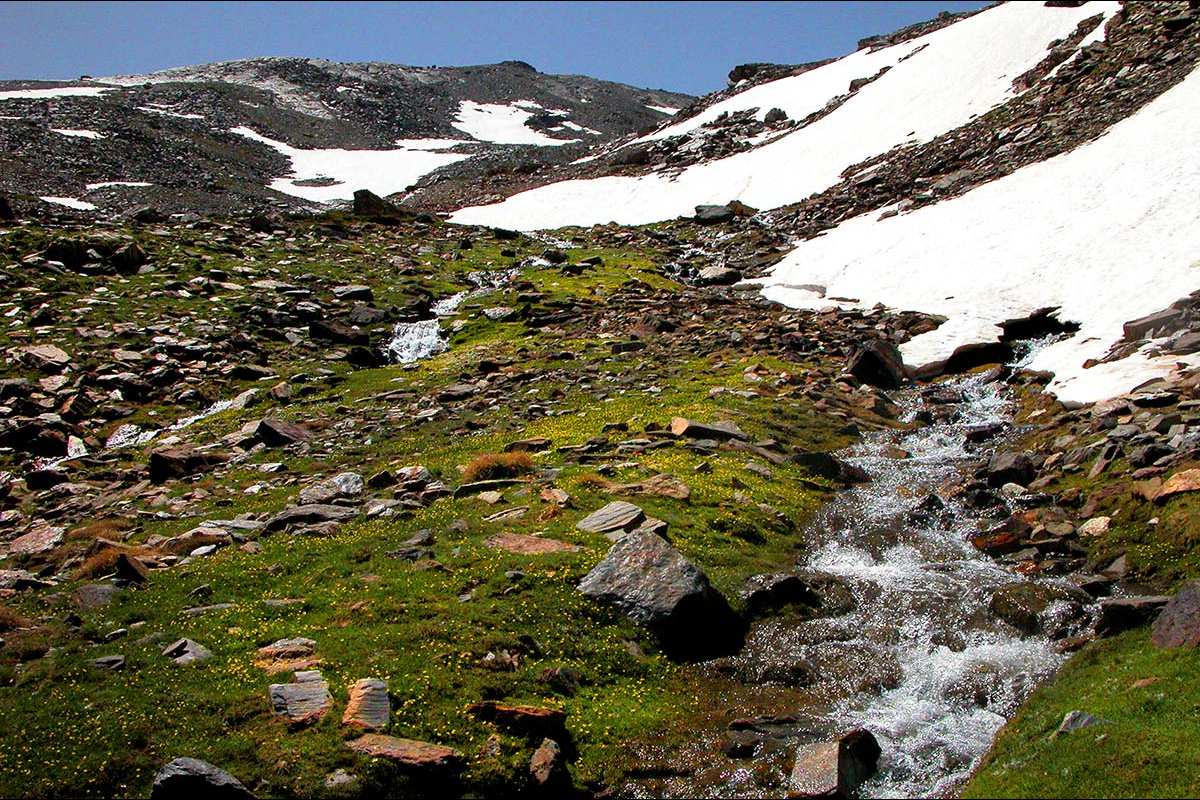 Arroyos del deshielo en el borde de los prados