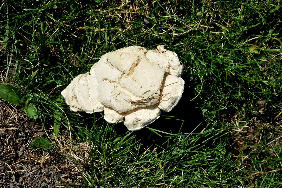 Calvatia utriformis