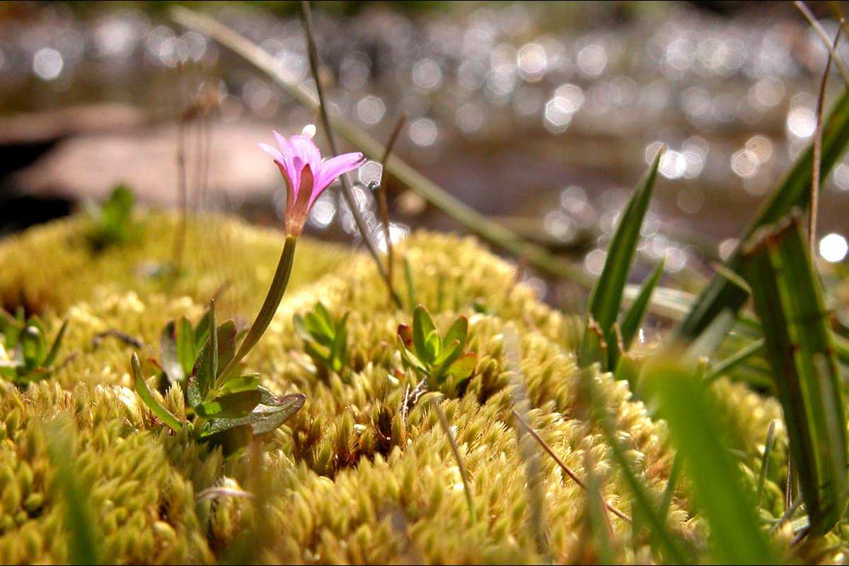 Epilobium anagallidifolium