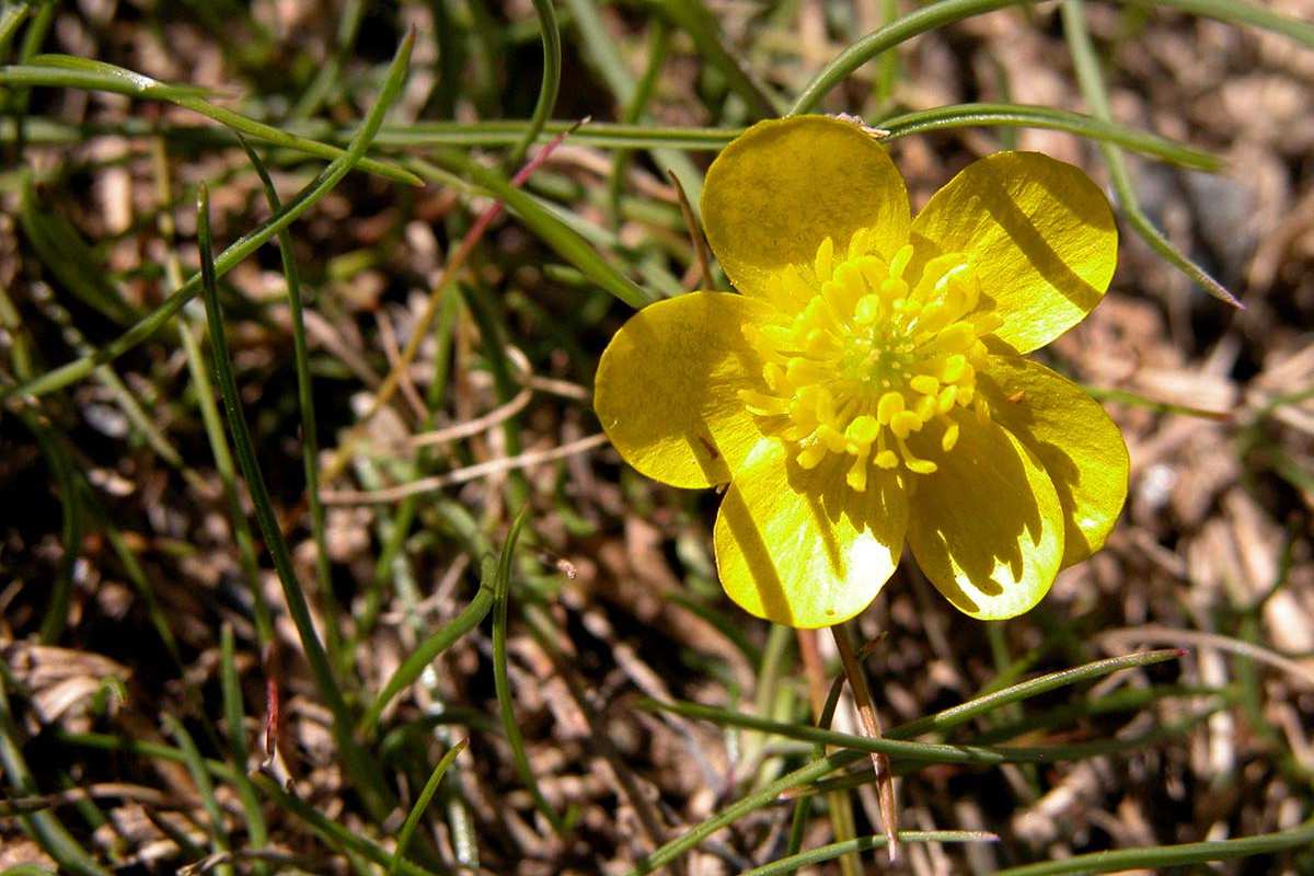Ranunculus demisus