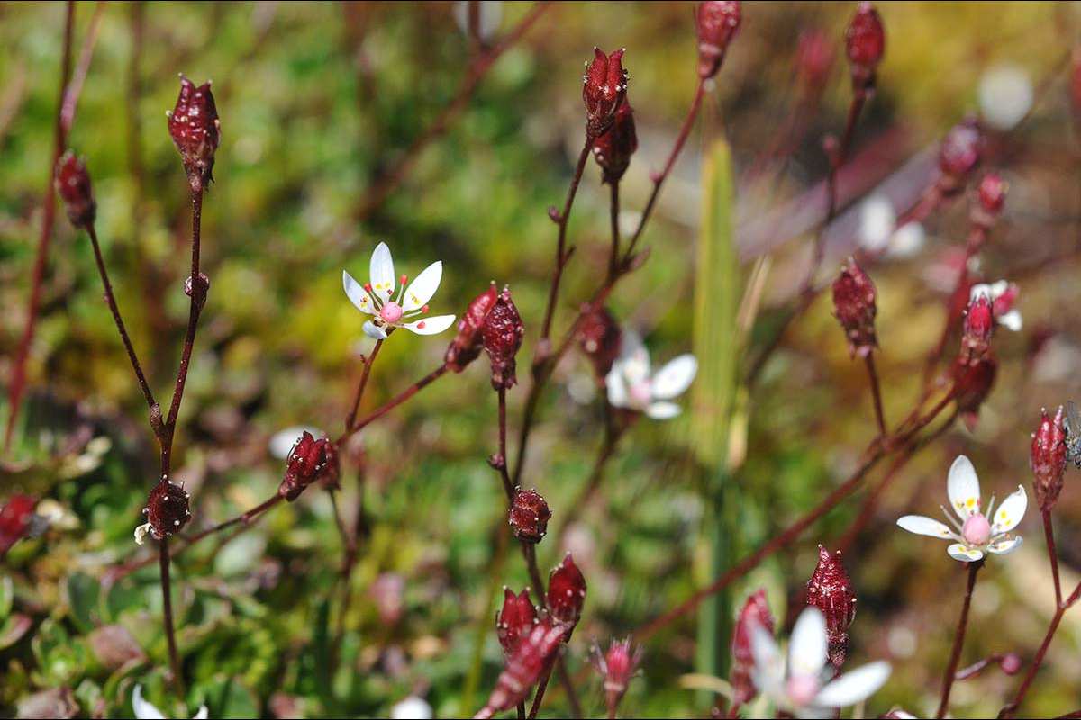Saxifraga stellaris