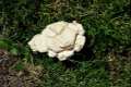 Calvatia utriformis
