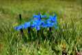 Genciana Azul, Gentiana sierrae