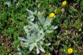 Plantago nivalis, estrella de las nieves