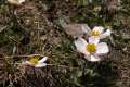 Ranunculus acetosellifolius