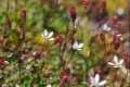 Saxifraga stellaris