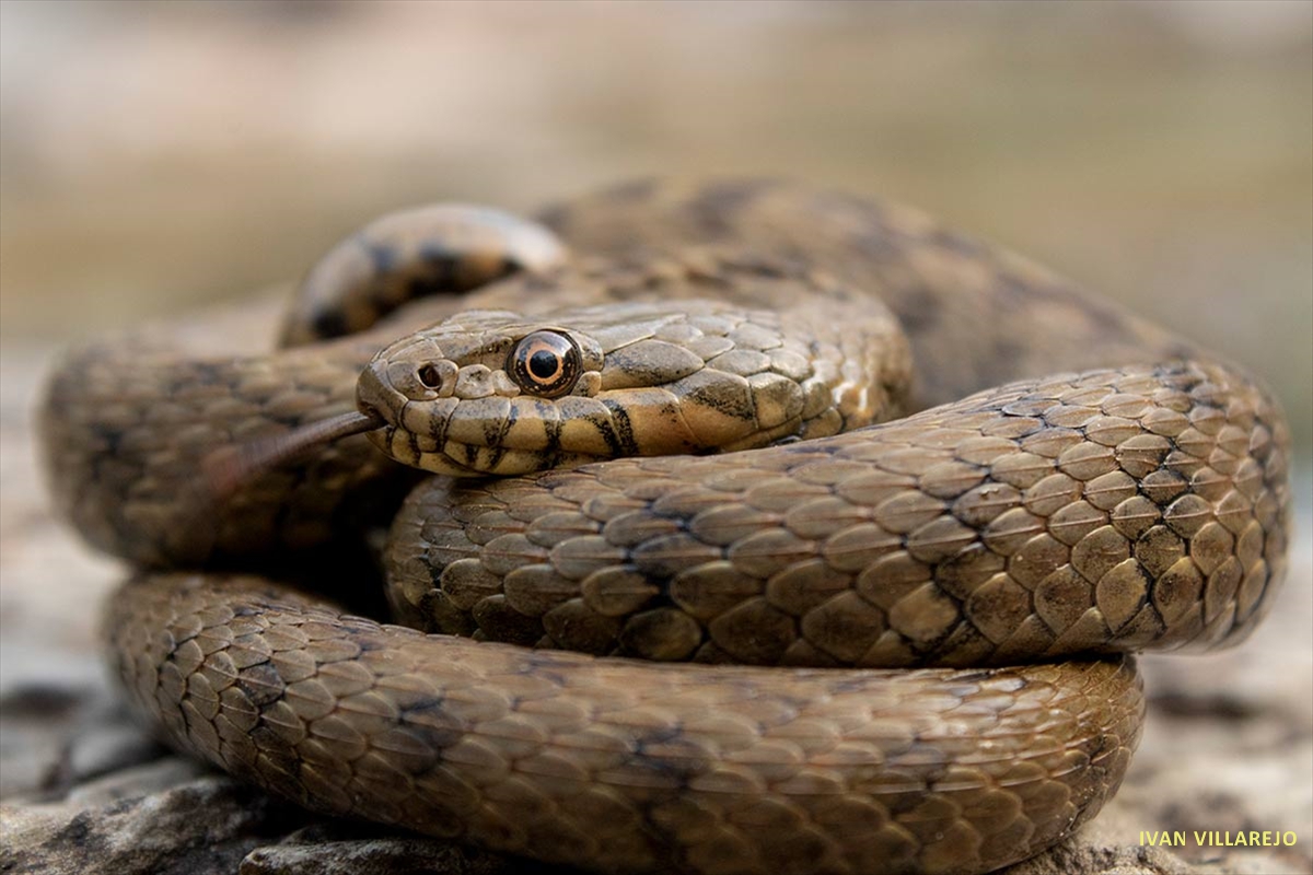culebra-de-agua-primer-plano-(2)