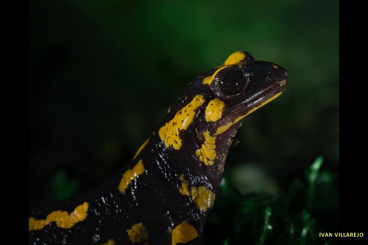 salamandra