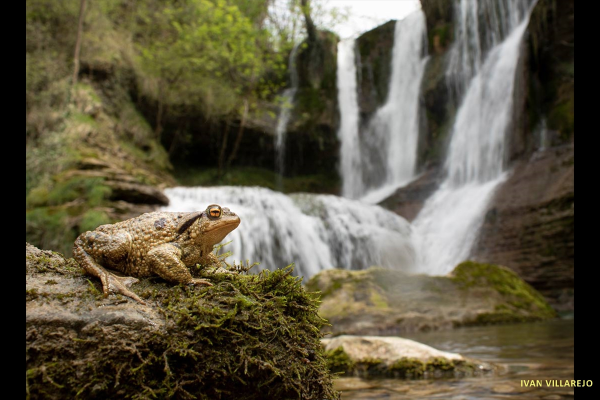 sapo-con-cascada-de-fondo