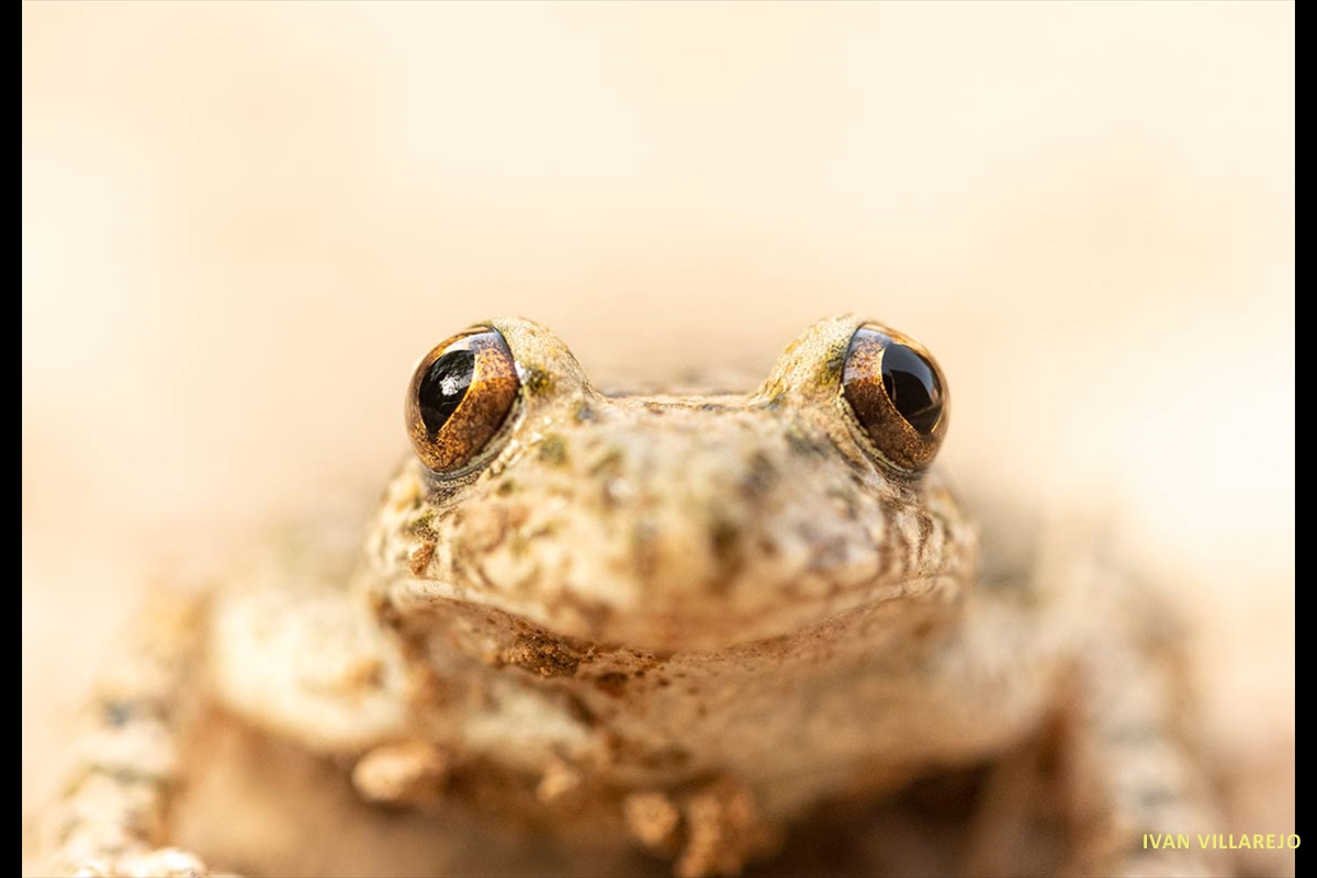 sapo-partero-macro