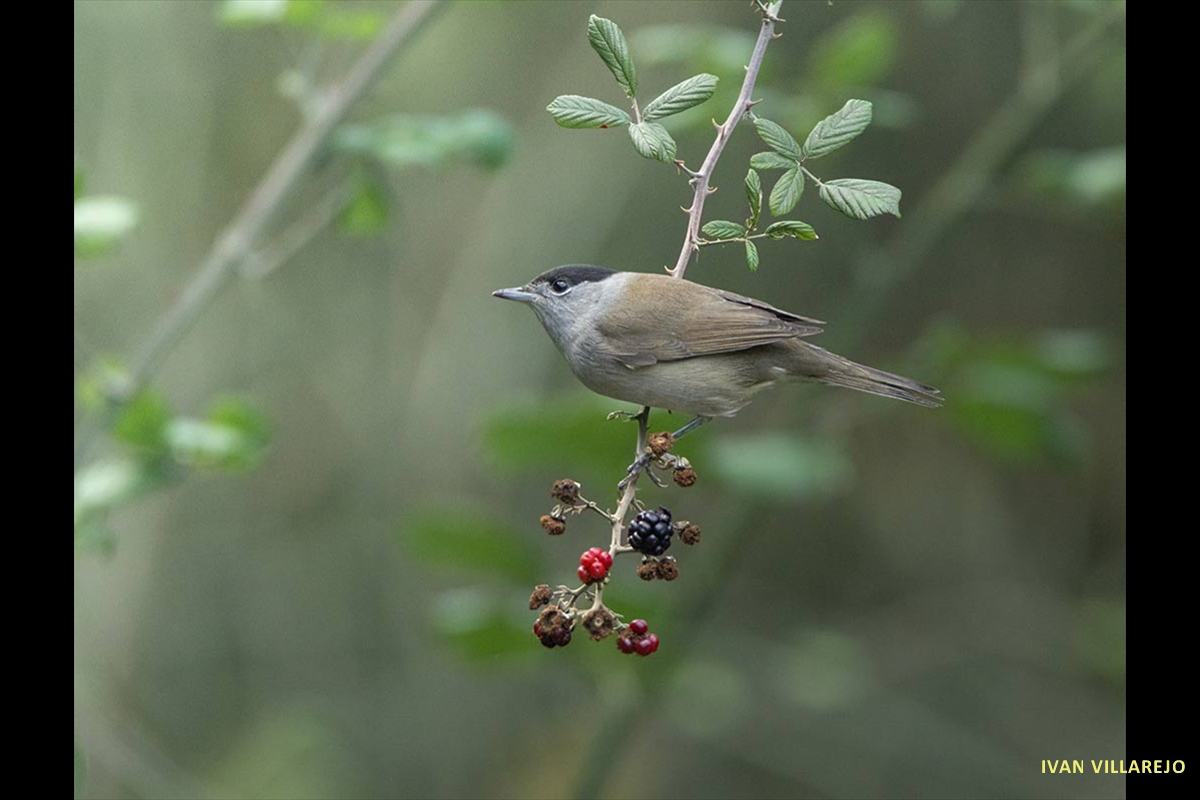 curruca-cabecinegra