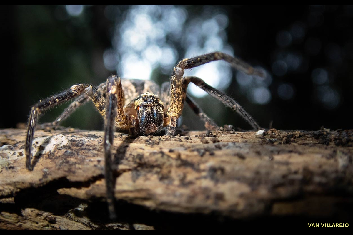 Araña-lobo-(1)