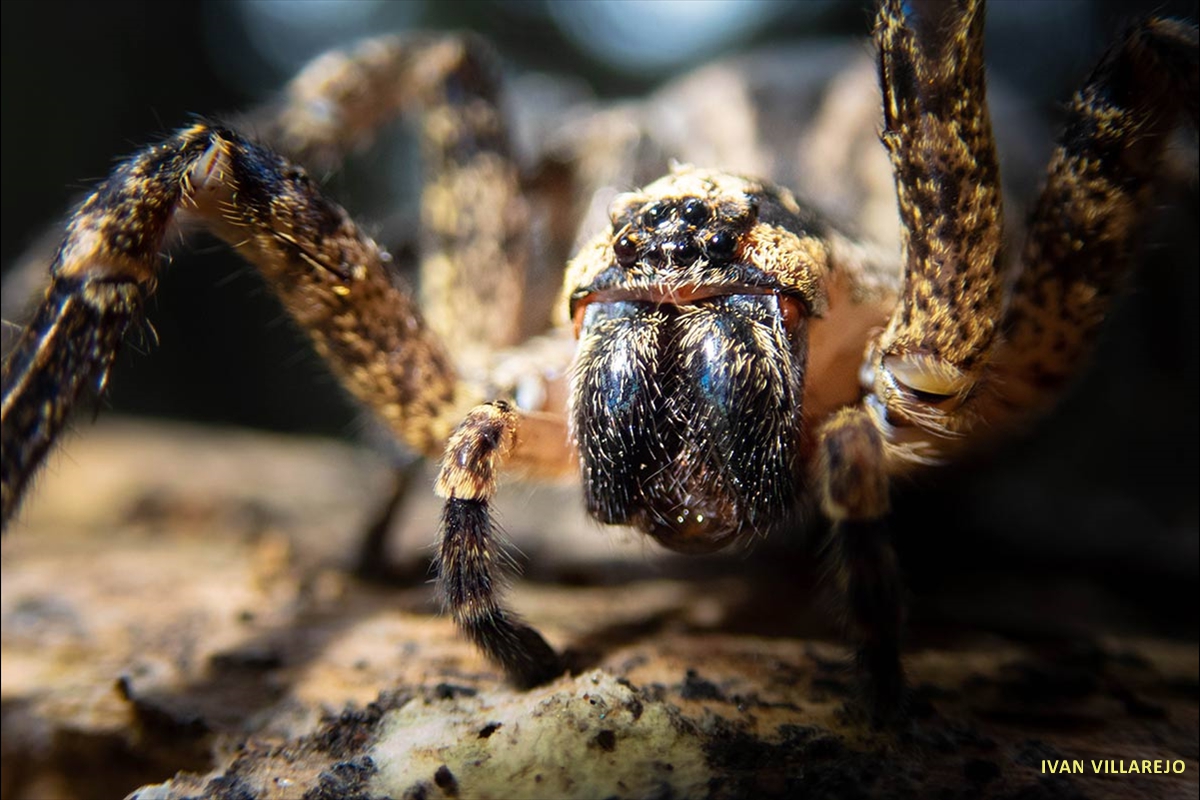 Araña-lobo-(2)