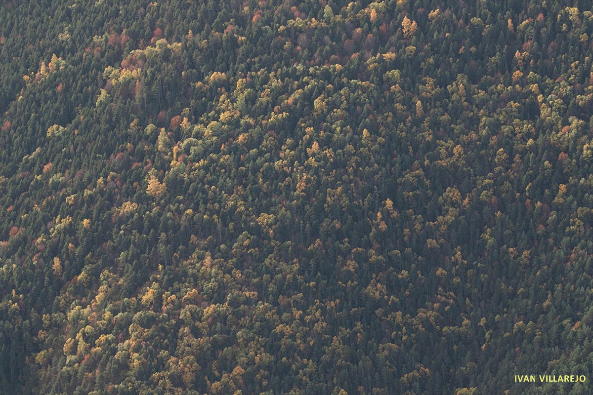 bosque-caducifoleo