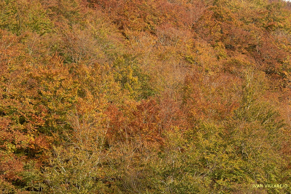 bosque-caducifoleo-2