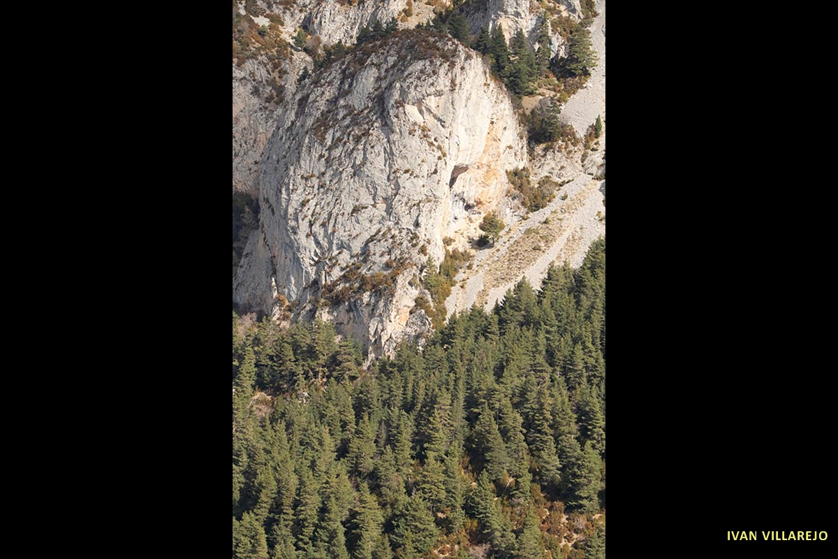 bosque-de-pinos