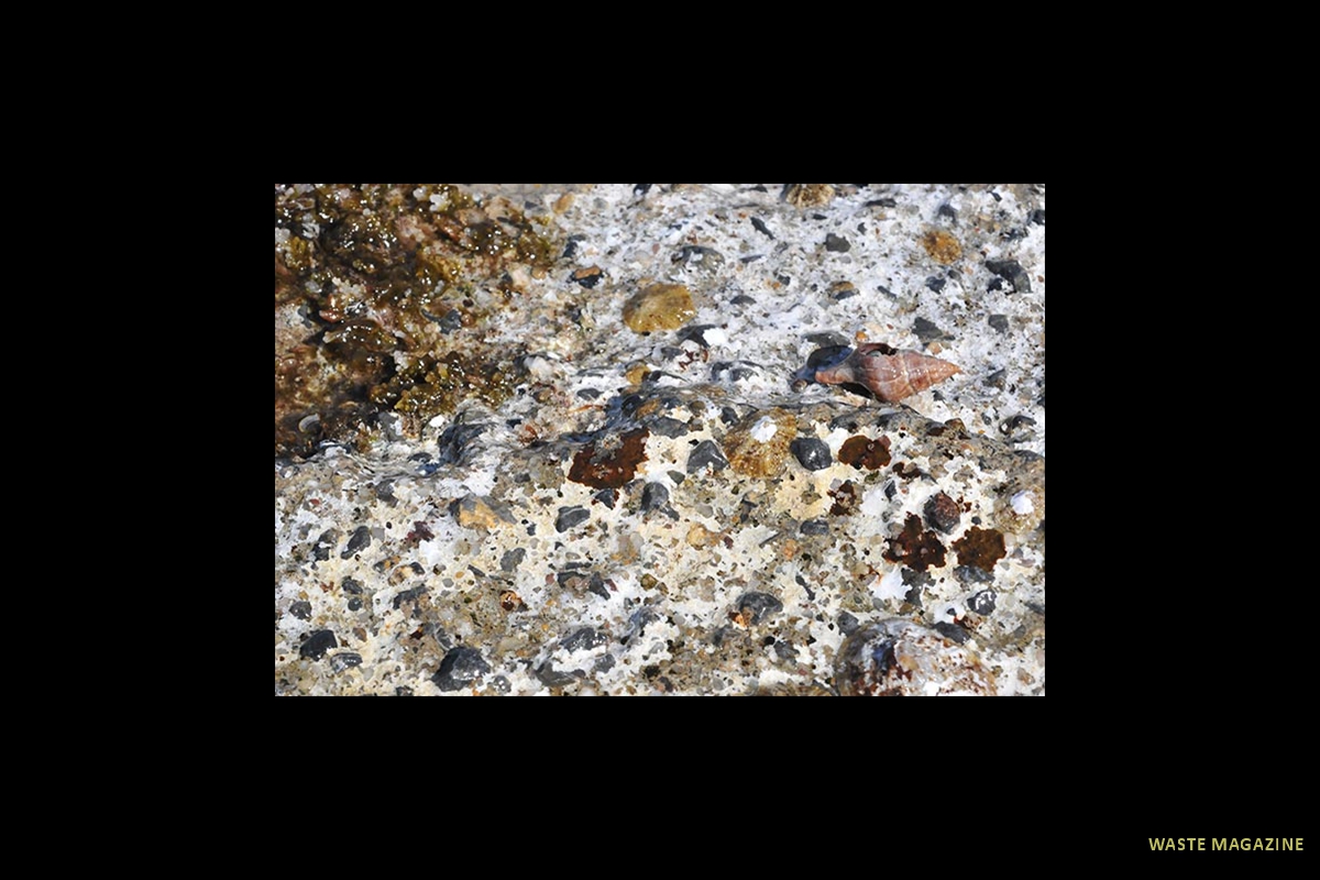 buccinum22