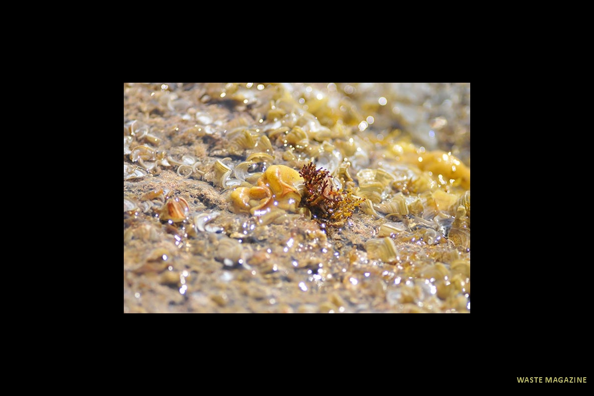 cabodegata-buceo-023