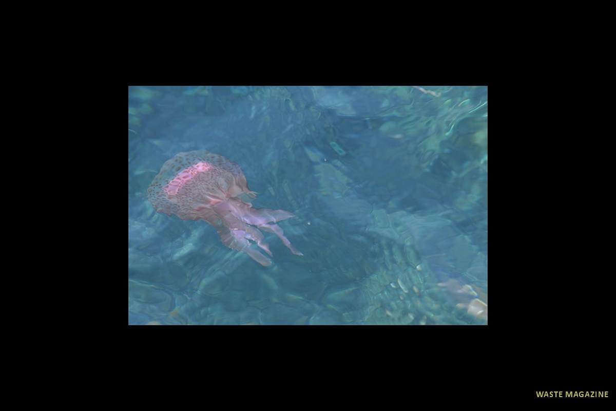 pelagianoctiluca128