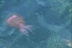 pelagianoctiluca128