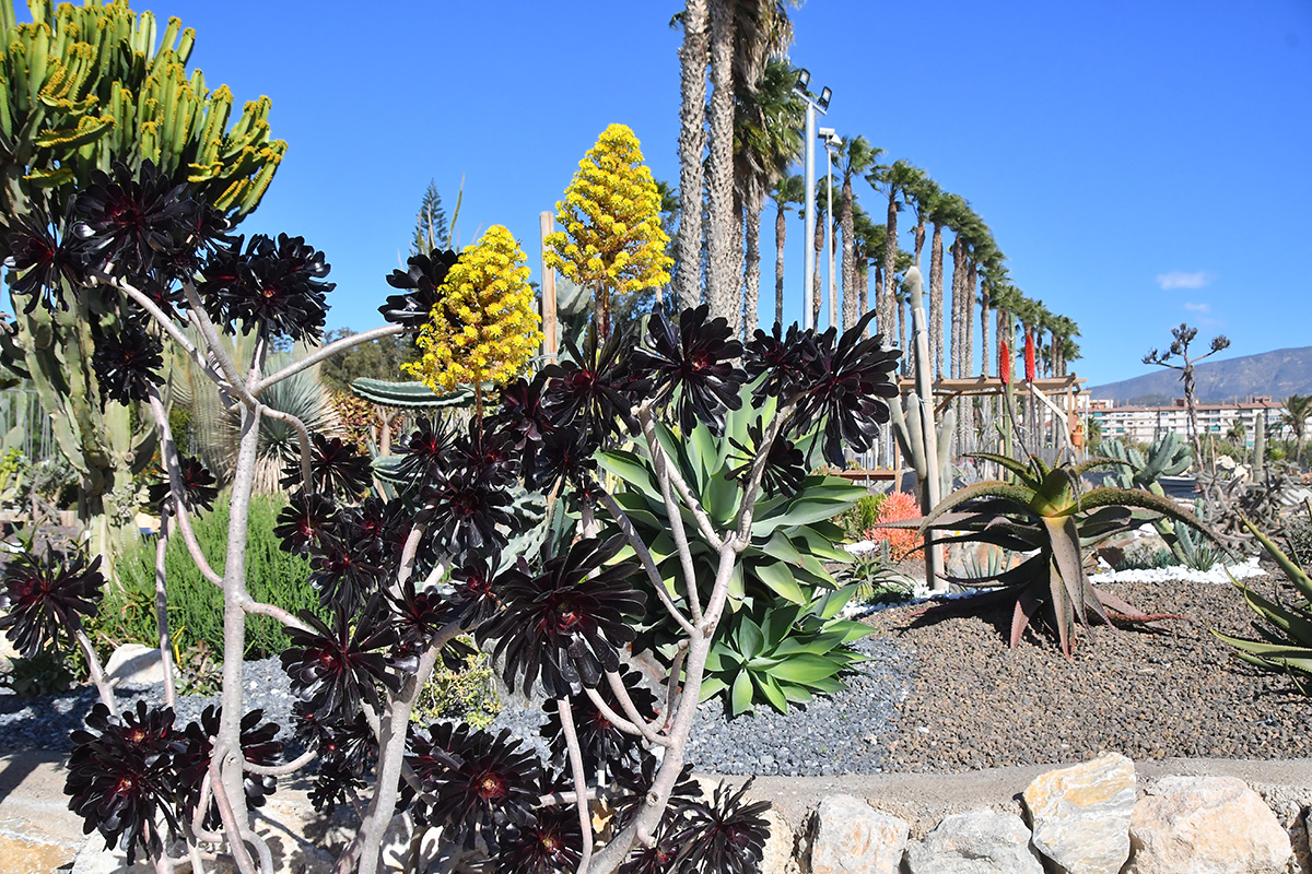 aeonium_arboreum21