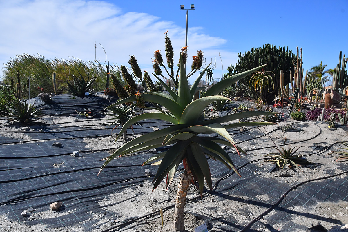 aloe_thraskii2