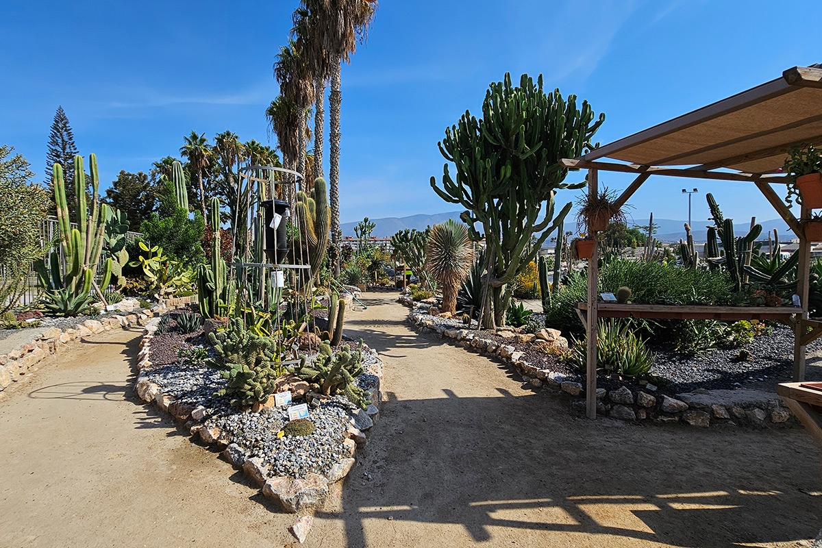 cactus_motril11