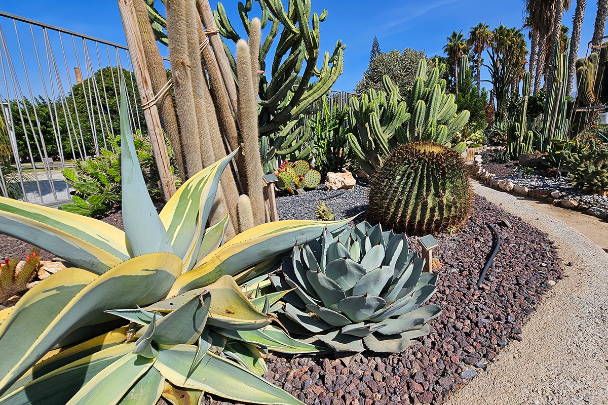 cactus_motril12