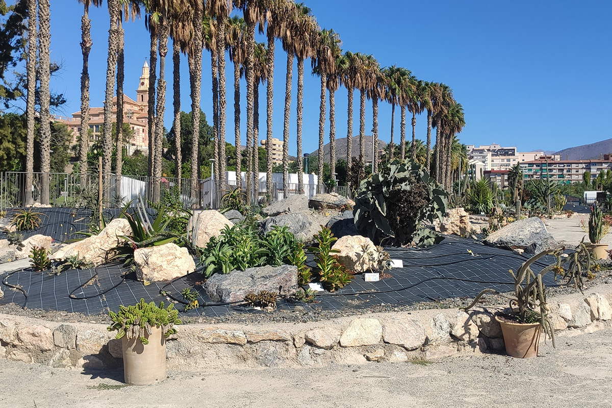 cactus_motril14
