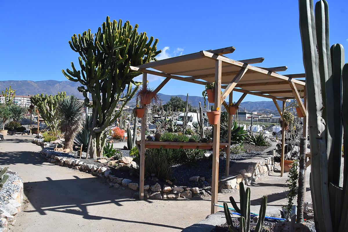 cactus_motril29